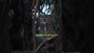 Most Dangerous Birds At night #sciencefacts #facts #shorts