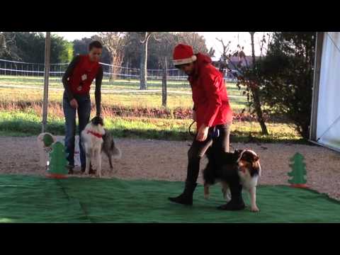 Vidéo: Répartition Des Sports Canins : Plongée à Quai
