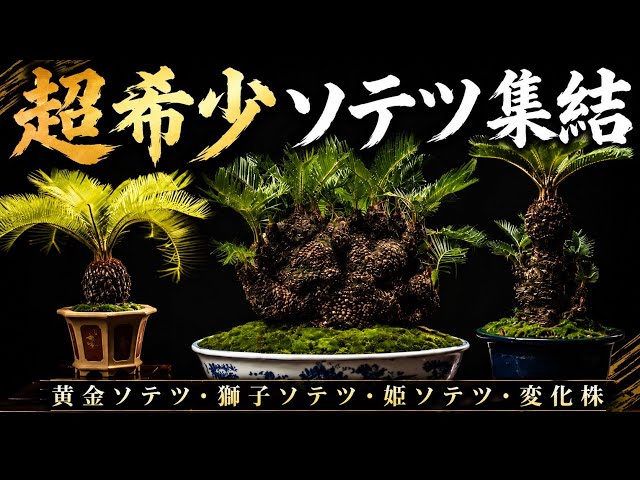 超希少ソテツ集結】あなたの知らないソテツの世界 BONSAI - YouTube