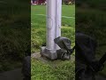 Satisfying Trimming #asmr #trending #oddlysatisfying #satisfying #lawncare #viral #youtubeshorts