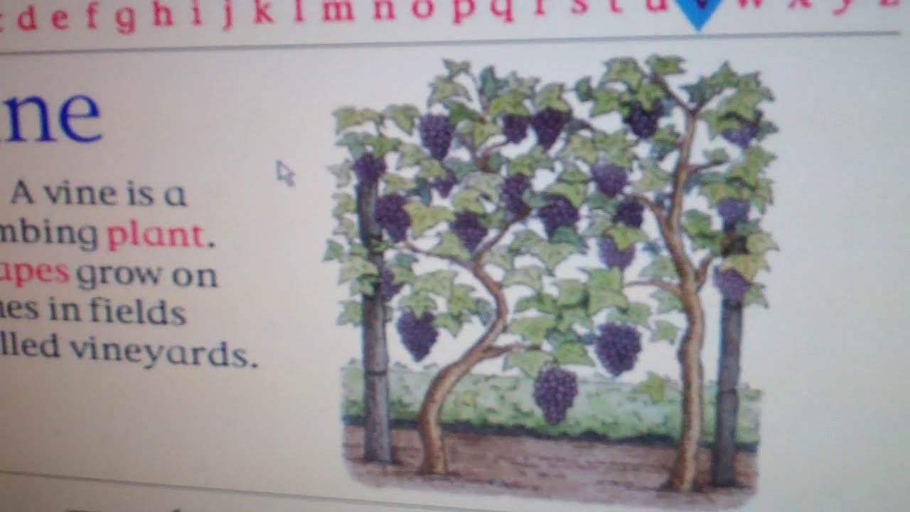 My First Incredible Amazing Dictionary (1994) Excerpt 22: Vine - YouTube