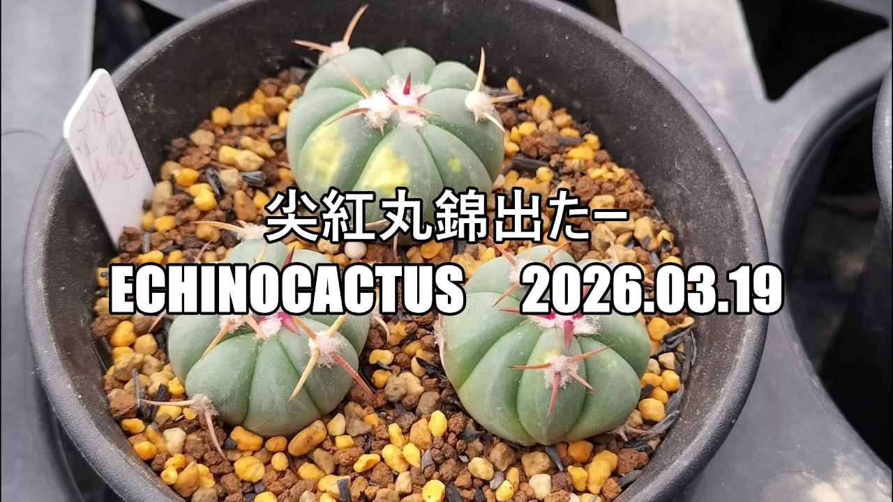 尖紅丸錦　総散り 尖紅丸錦出たー Echinocactus 2026 03 19 - YouTube