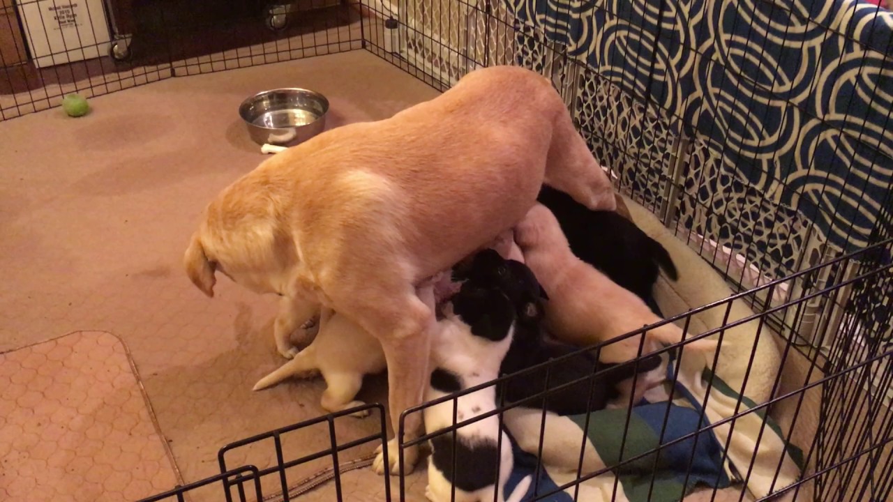 Nursing 12 giant puppies - 4.5 weeks old