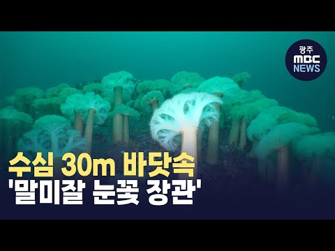 [강원영동] 바닷속 30여m 들어가보니...말미잘의 화려한 &amp;#39;눈꽃 장관&amp;#39; (뉴스투데이 2025.02.17 광주MBC)