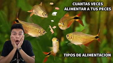 ¿A qué hora es mejor alimentar a los peces?