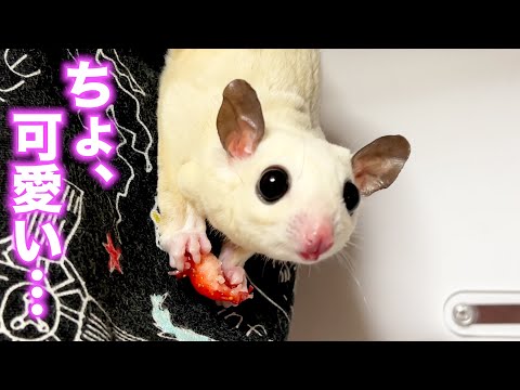 第2回③【バレンタインオリジナル生地】＊ころんと日和＊フクロモモンガ＊小動物 Present high-quality strawberries to sugar flying squirrels