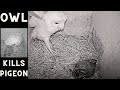 Wow wild barn owl killspredates large pigeon nestling viewer discretion is advised