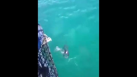 Πέφτει στον ωκεανό για κολύμπι...αλλά ένας καρχαρίας έχει αντίθετη άποψη!!!