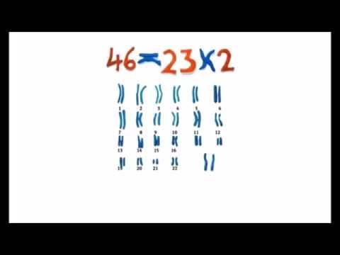 Vidéo: Pourquoi les chromosomes s'alignent-ils à l'équateur ?