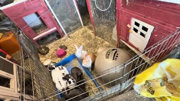 Talking about inbreeding rabbits 