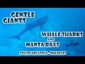 gentle Giants, South Ari Atoll - Maldives, Whale Sharks and Manta Rays (relax version)