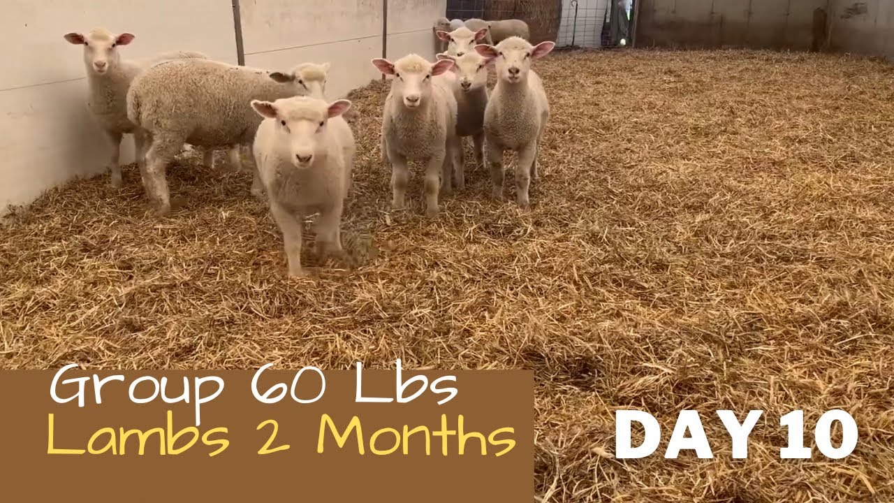 Day 10 Lambs weighing over 60 pounds are weaned to allow for additional room in coverall.