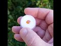 Spessartine garnet 1.62 ct