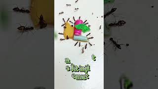 Download Mp3 Injit injit semut Gudang lagu Download Mp3 Injit injit semut