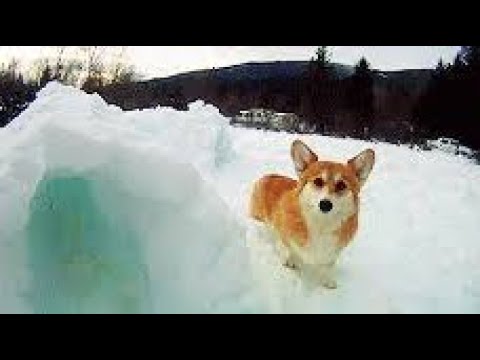 Remembering Violet (2006-2018)