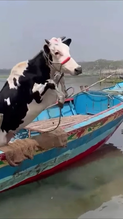 Amba amba hamba hamba kamba  kamba cow videos chhaava movie review poster trailer Dailougs chhaava