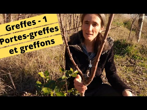 Vidéo: Apprenez pourquoi les arbres greffés retournent à leur porte-greffe