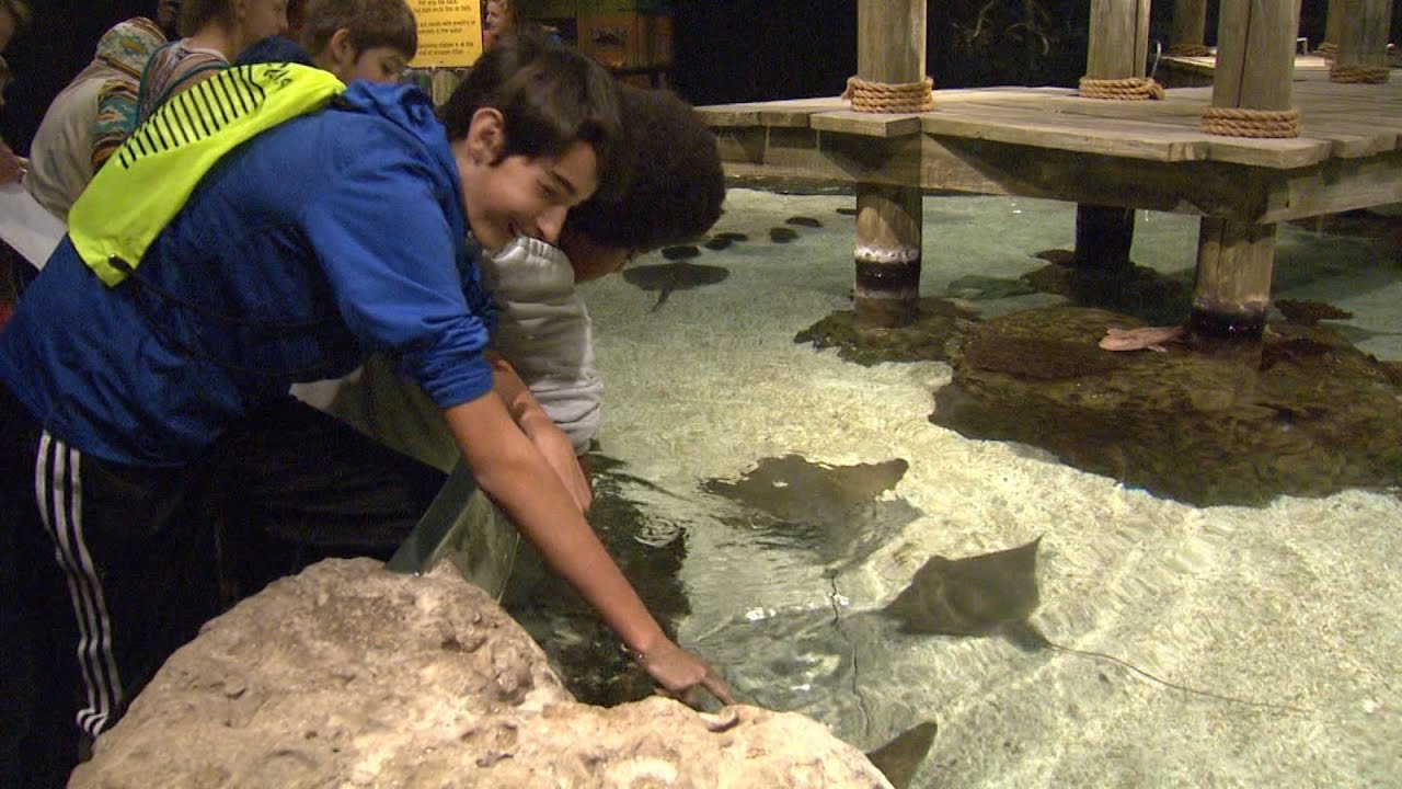 Greensboro Science Center Aquarium NC Weekend UNCTV YouTube