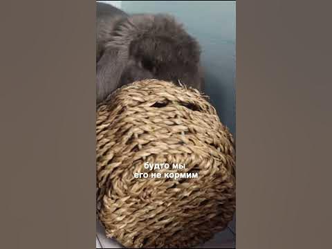 Кролик все переворачивает! 😡 - YouTube