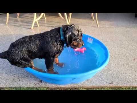 Scared Rottweiler 4month old rottweiler puppy scared water. and finally he enjoyed pool ...