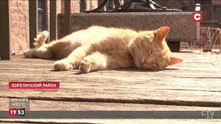 В Мирском замке работают два кота! В Мирском замке работают два кота!