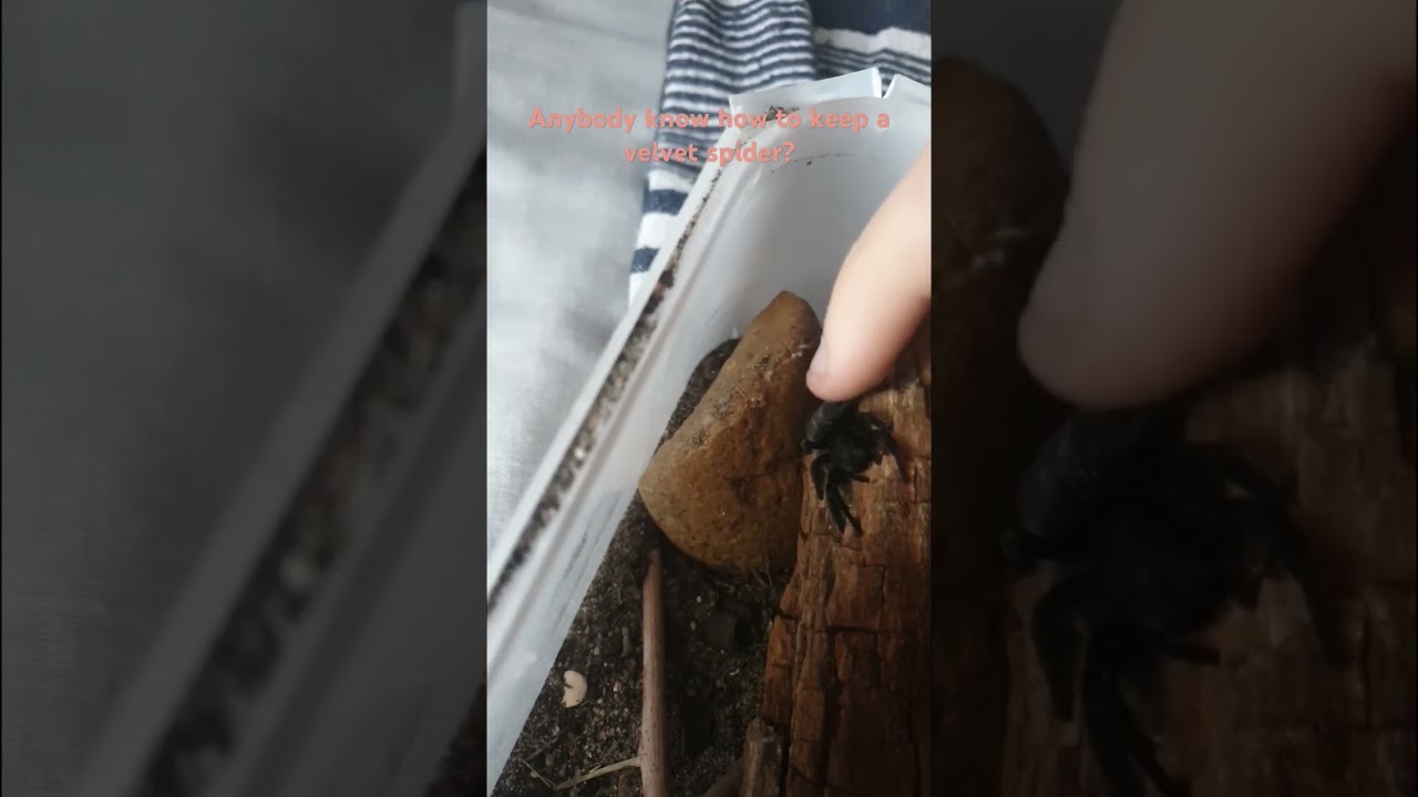 how do I keep a velvet spider