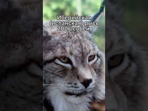 Животные, которых осталось мало😨 #заэкологию #чистаястрана #берегитеприроду #природа #лес #россия