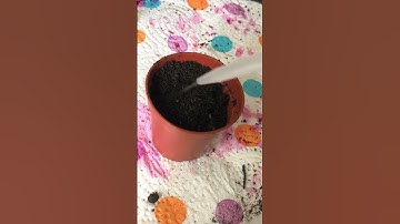 Thumbnail of Growing cacti seeds part 2🍄💕🌱🌵 #cacti #cactus #plants #seeds #growing