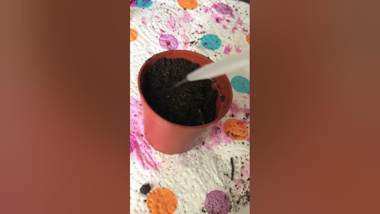 Growing cacti seeds part 2🍄💕🌱🌵 #cacti #cactus #plants #seeds #growing