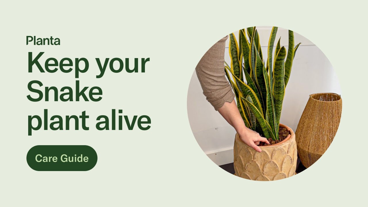 Snake plant Care guide YouTube