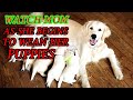 Watch MOM as she begins to wean her puppies / Cute Westie Puppies/ Animal Cuteness Overload