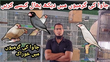 How To Take Care Of Your Java Sparrow & Finches In Summer | Java Sparrow Complete In Summer diet