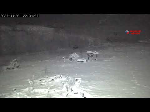 Bilecik’te avcılardan kaçan domuzlar ayılara yem oluyordu