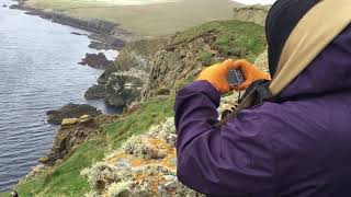 Sumburgh Head lighthouse puffin