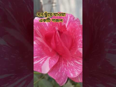 মন ছুঁয়ে যাওয়া একটি গজল। #gojol#islamicshorts#short