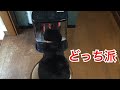 猫に暖房は何が良いか聞いてみました 猫もしゃべると分かり易いのに