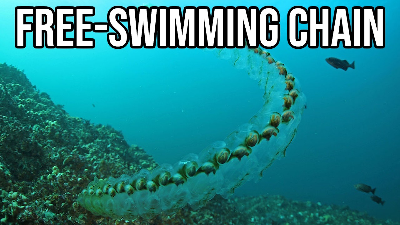 What Exactly is: Salp | The Perplexing Gelatinous Chain