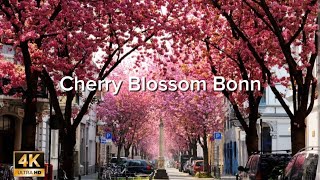 Walking Under Cherry Blossoms in Bonn 🌸 | Spring in Bonn, Germany 🇩🇪 (4K)