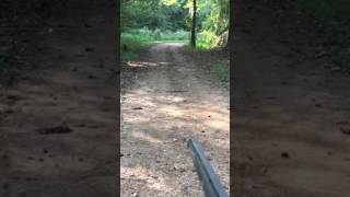 Download Lagu 20 gage slo-mo snake kill MP3