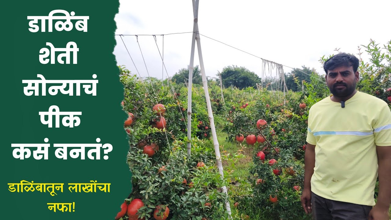 डाळिंब शेतीमध्ये यश कसे मिळवावे? | यशस्वी शेतकऱ्याची मुलाखत | Pomegranate Farming Marathi