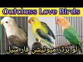 Love birds | Fischer's lovebird |Parblue lovebird | Love bird parrot | Love birds price