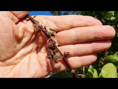 Videó: Sárgabarack rozsda kezelése: Hogyan kezeljük a sárgabarackot a rozsdagombával