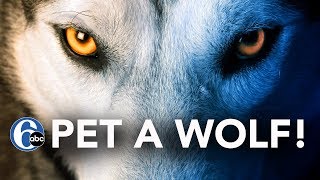 New Jersey Wolf Sanctuary | 6abc Discovery