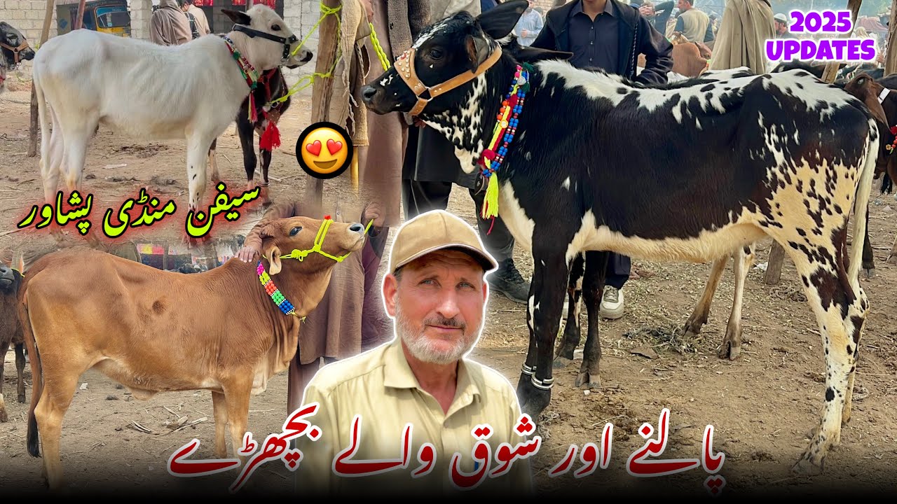 Saifan Mandi Choty Kheery Bachron ki Price Updates | Peshawar Mandi | Ali Hazrat Bacha 