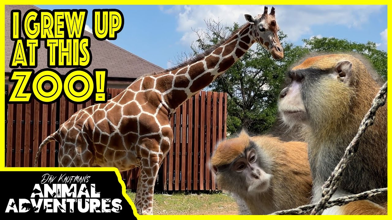 Touring my HOMETOWN ZOO! Park Zoo, St. Paul, Minnesota) YouTube