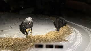 Angus cows after the ice and snow storm 2026 @HustlerEquipment 