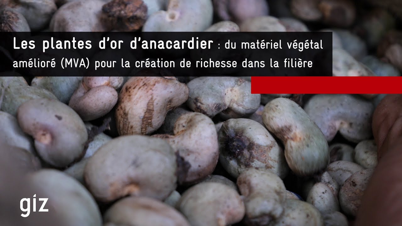 Togo : Amélioration de la productivité dans la filière anacarde