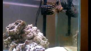 lionfish and humu humu trigger