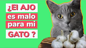 ¿El olor del ajo es tóxico para los gatos?