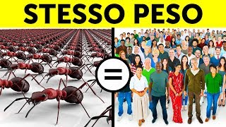 65 Fatti che ti faranno Diventare la Persona più Interessante nella Stanza